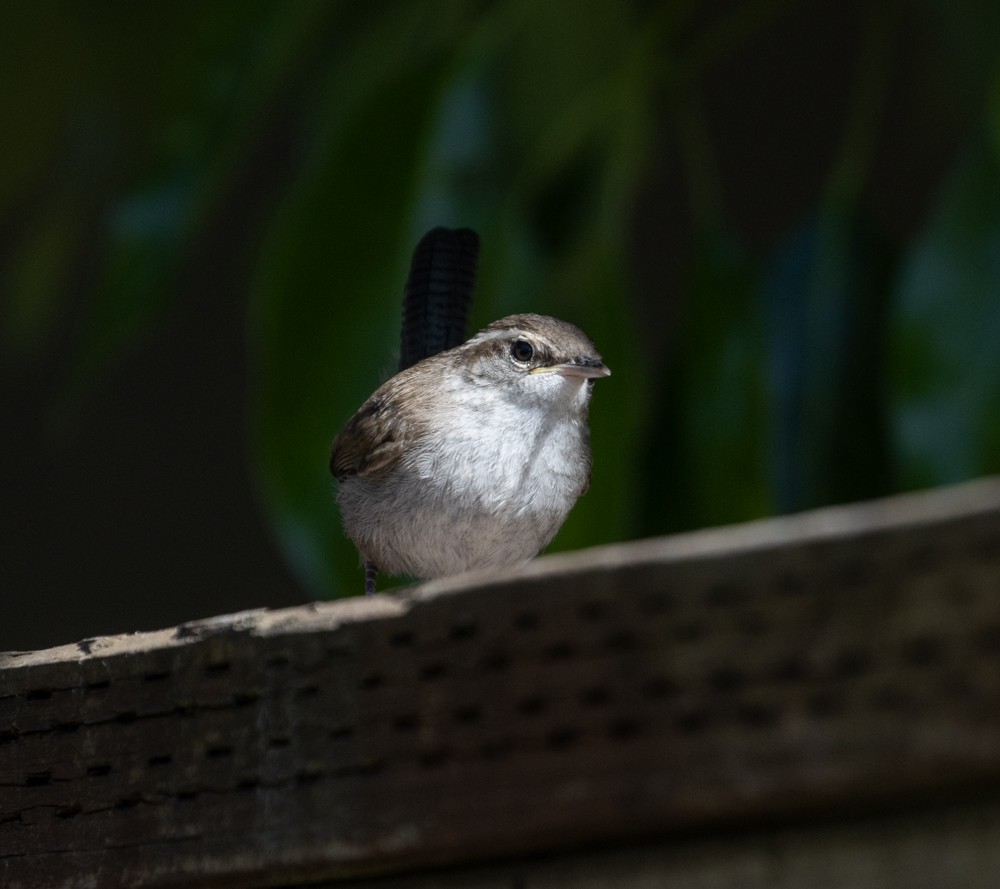 Bewick's Wren - ML620848348