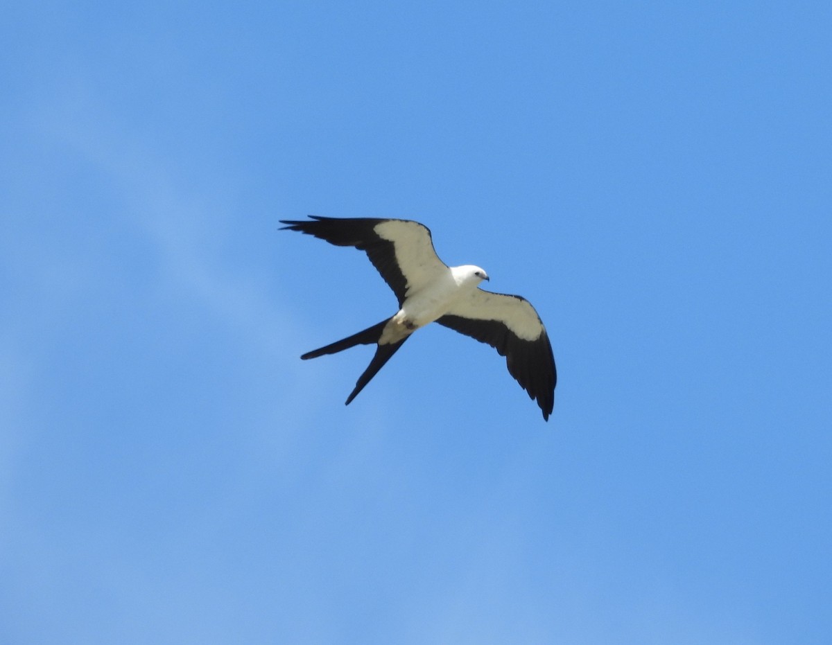 Swallow-tailed Kite - ML620848361