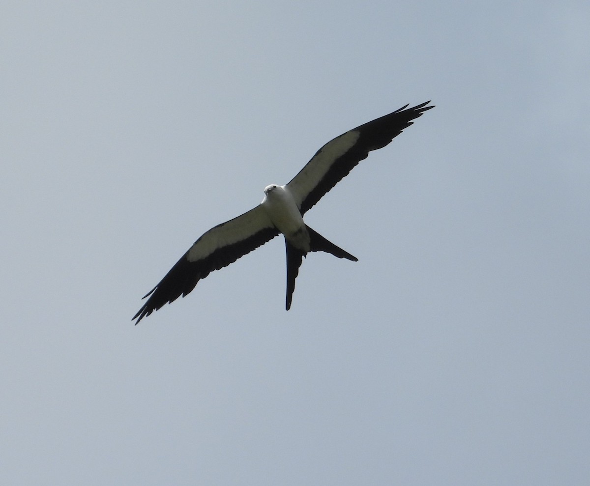 Swallow-tailed Kite - ML620848366