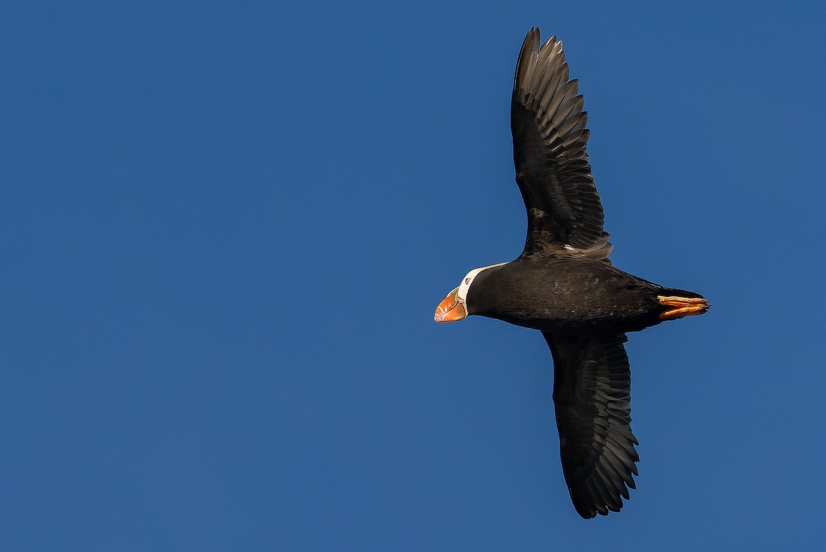 Tufted Puffin - ML620848381