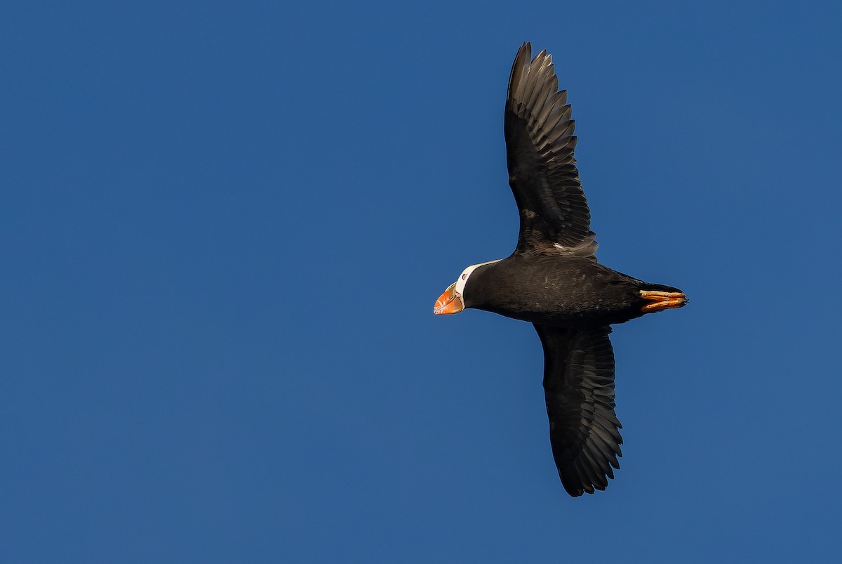 Tufted Puffin - ML620848382