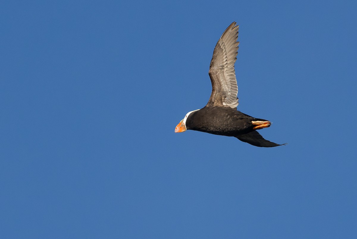 Tufted Puffin - ML620848383