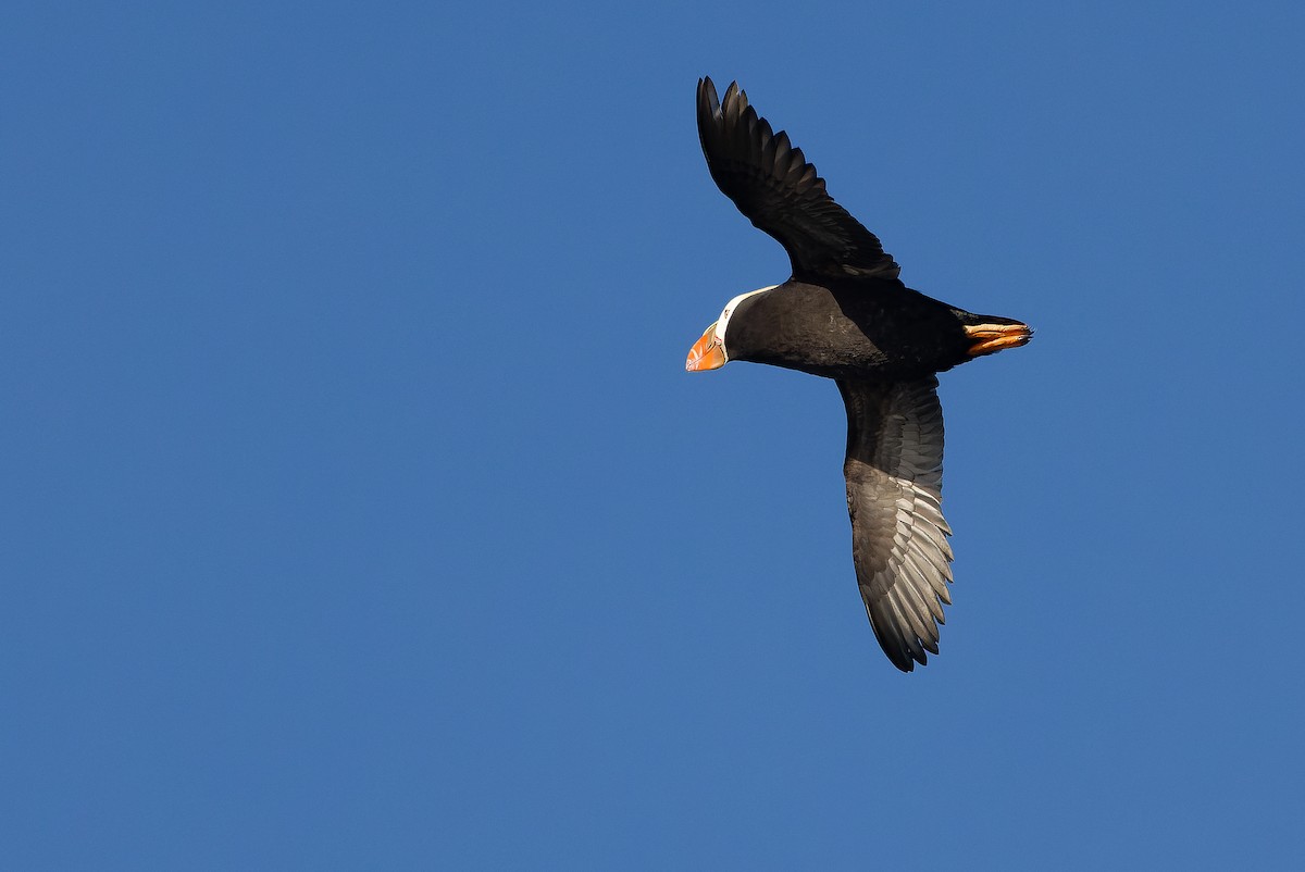 Tufted Puffin - ML620848384