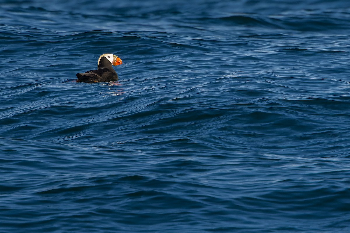 Tufted Puffin - ML620848385