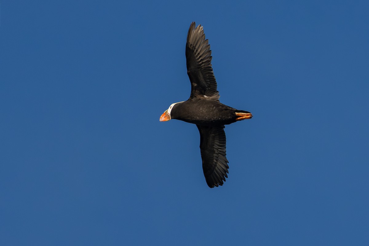 Tufted Puffin - ML620848386