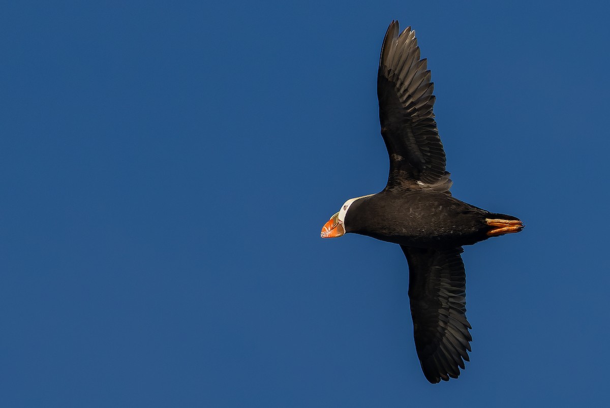 Tufted Puffin - ML620848387