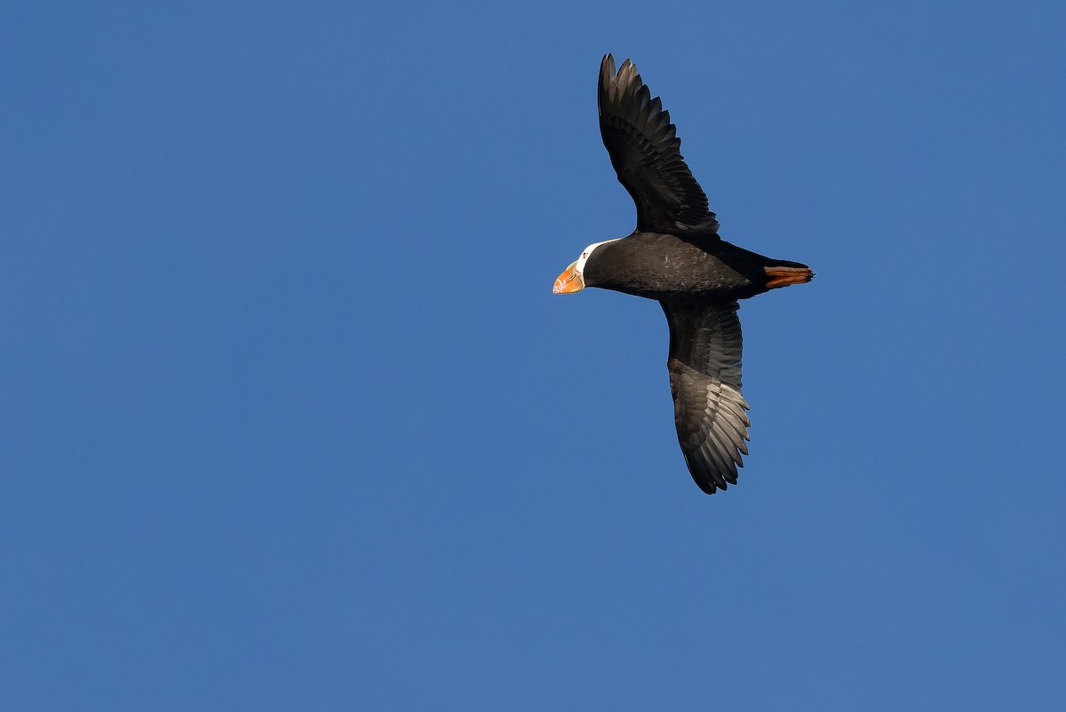 Tufted Puffin - ML620848388