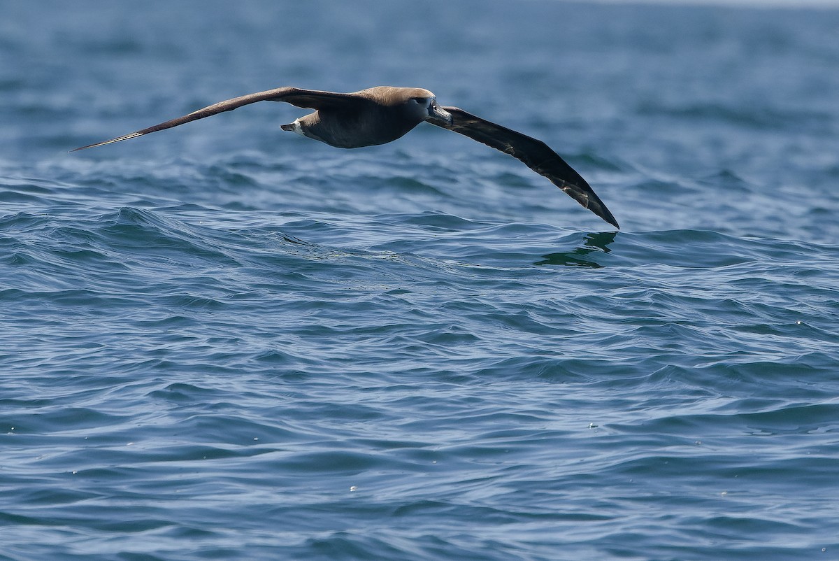 Albatros à pieds noirs - ML620848444