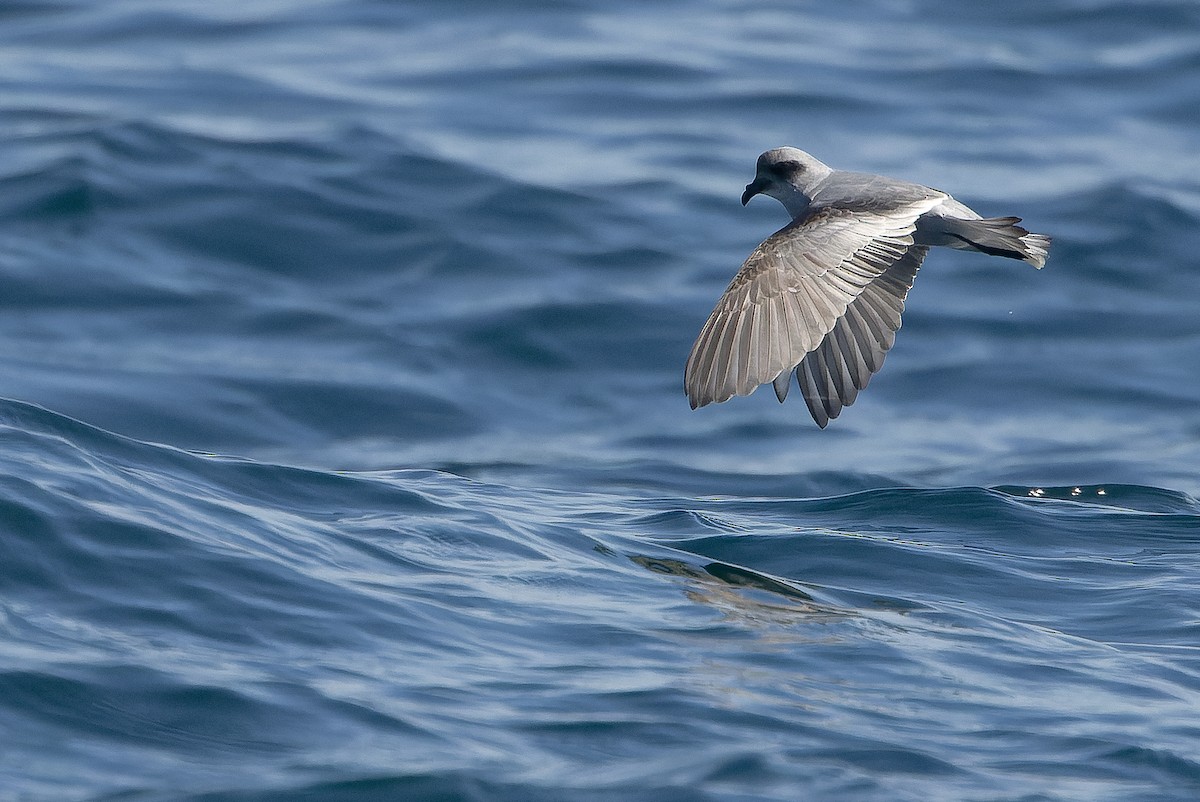 Fork-tailed Storm-Petrel - ML620848452