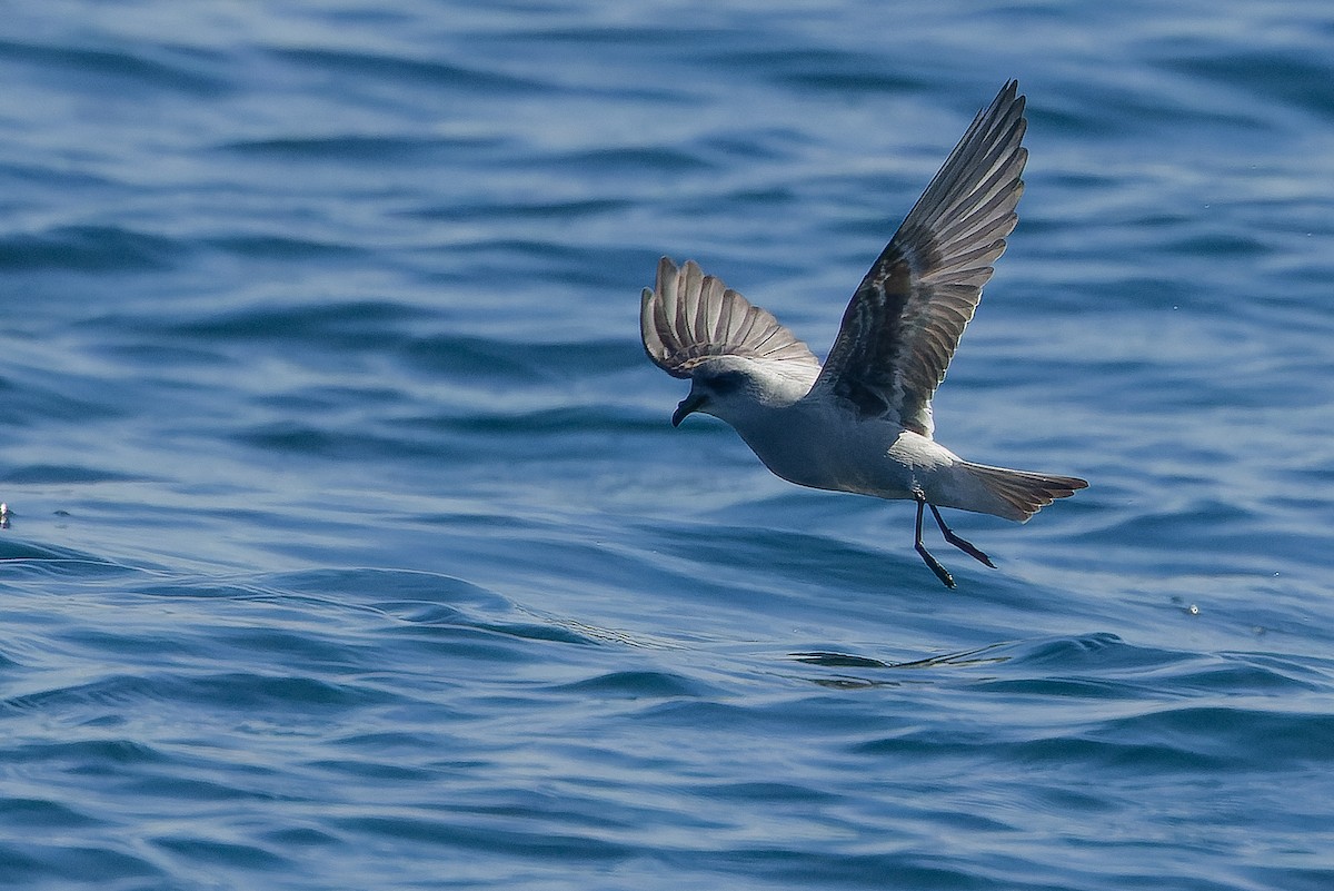 Fork-tailed Storm-Petrel - ML620848454