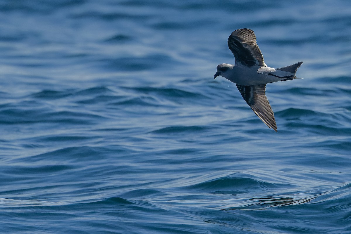 Fork-tailed Storm-Petrel - ML620848455