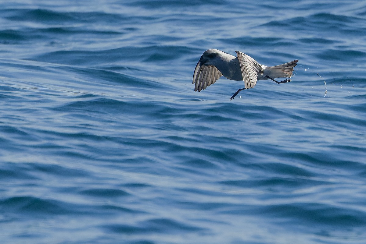 Fork-tailed Storm-Petrel - ML620848456