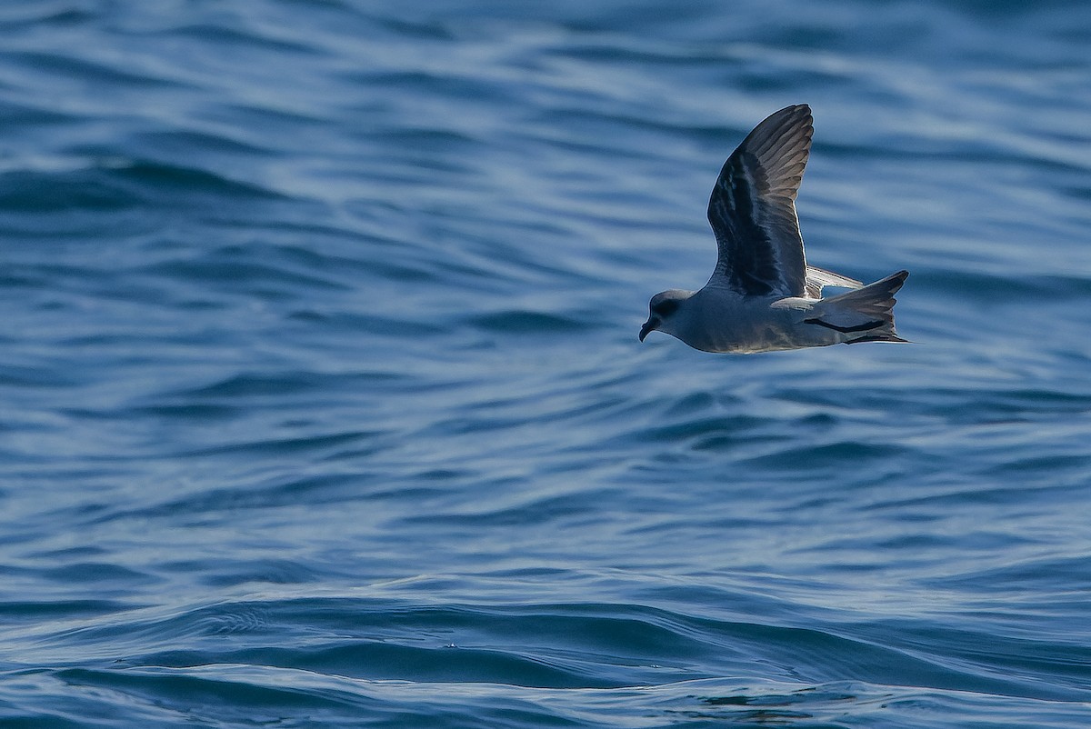 Fork-tailed Storm-Petrel - ML620848457