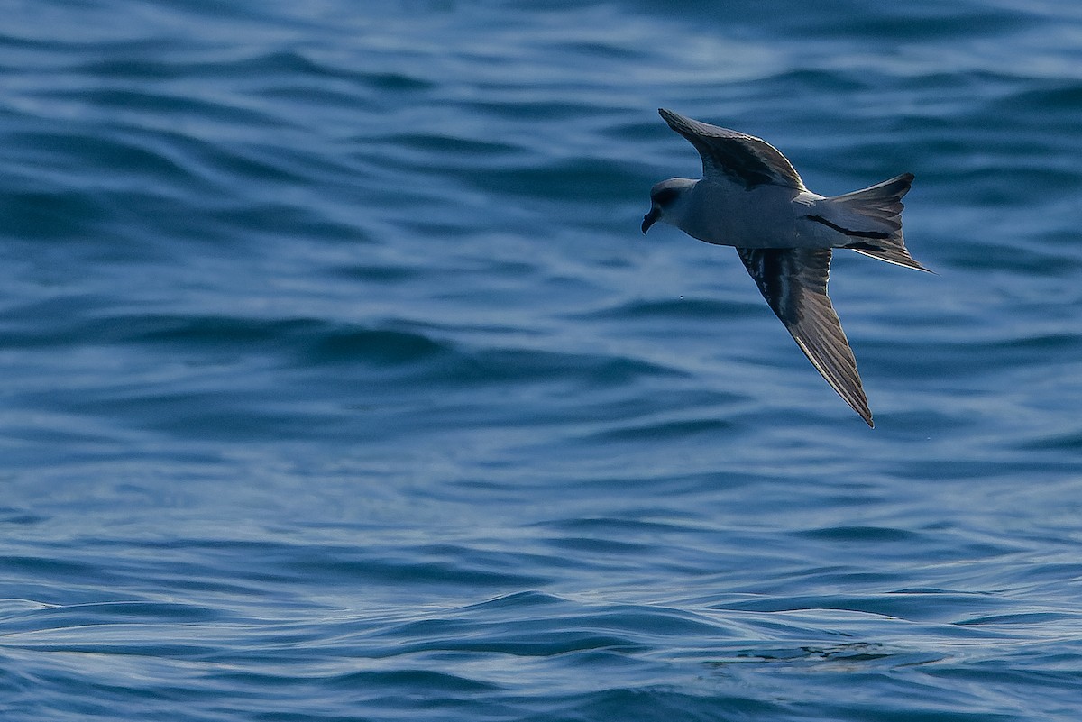 Fork-tailed Storm-Petrel - ML620848458