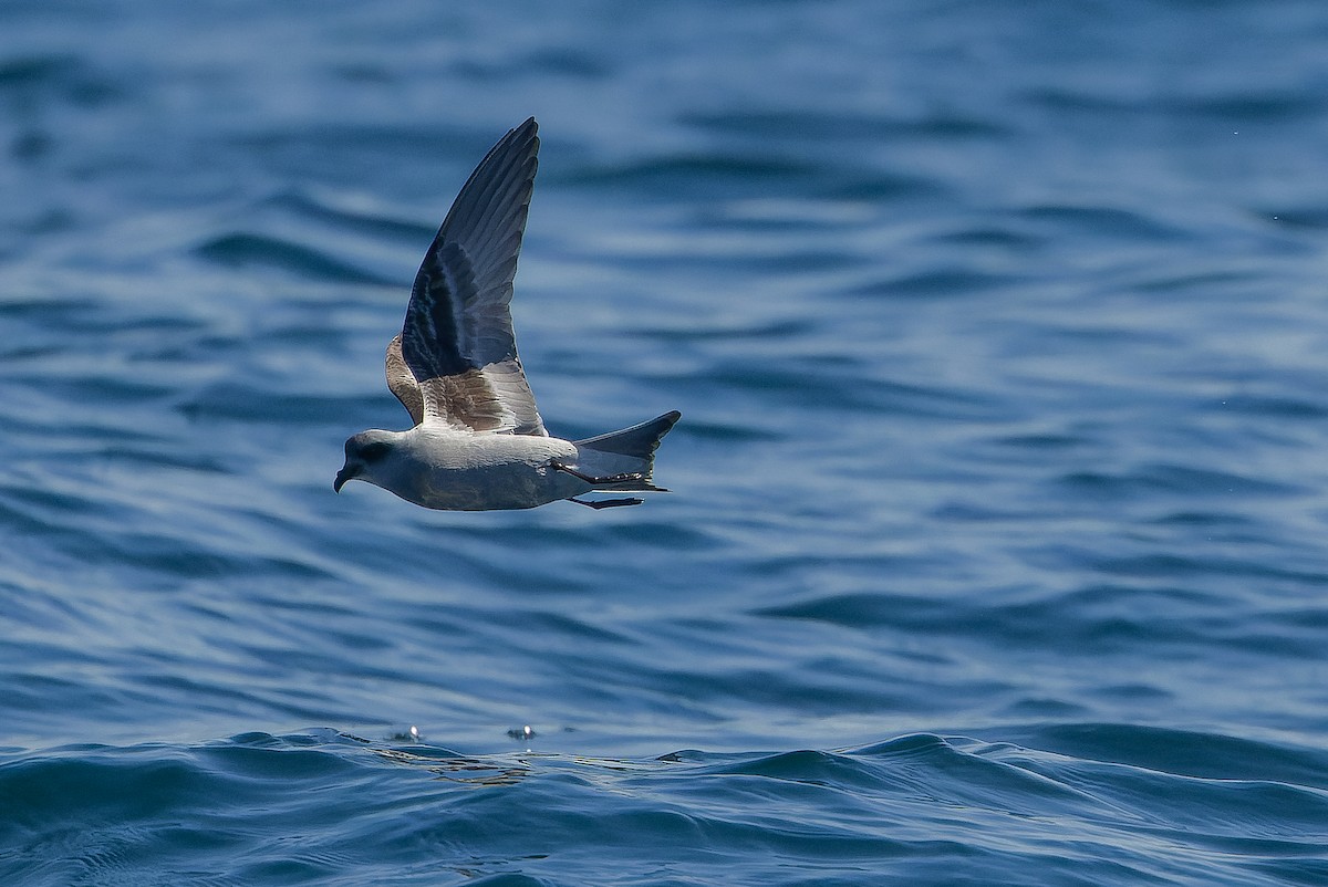 Fork-tailed Storm-Petrel - ML620848459