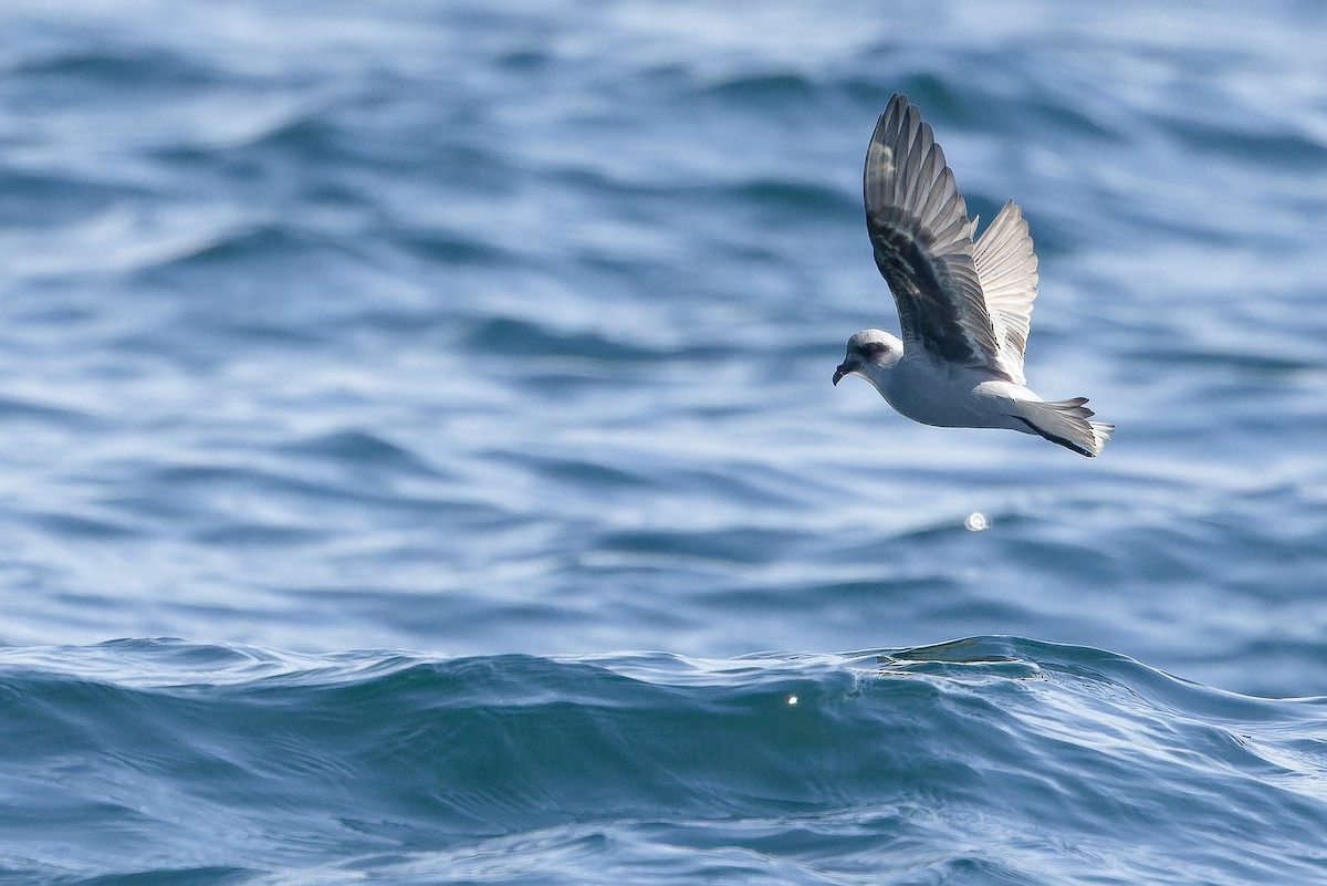 Fork-tailed Storm-Petrel - ML620848460