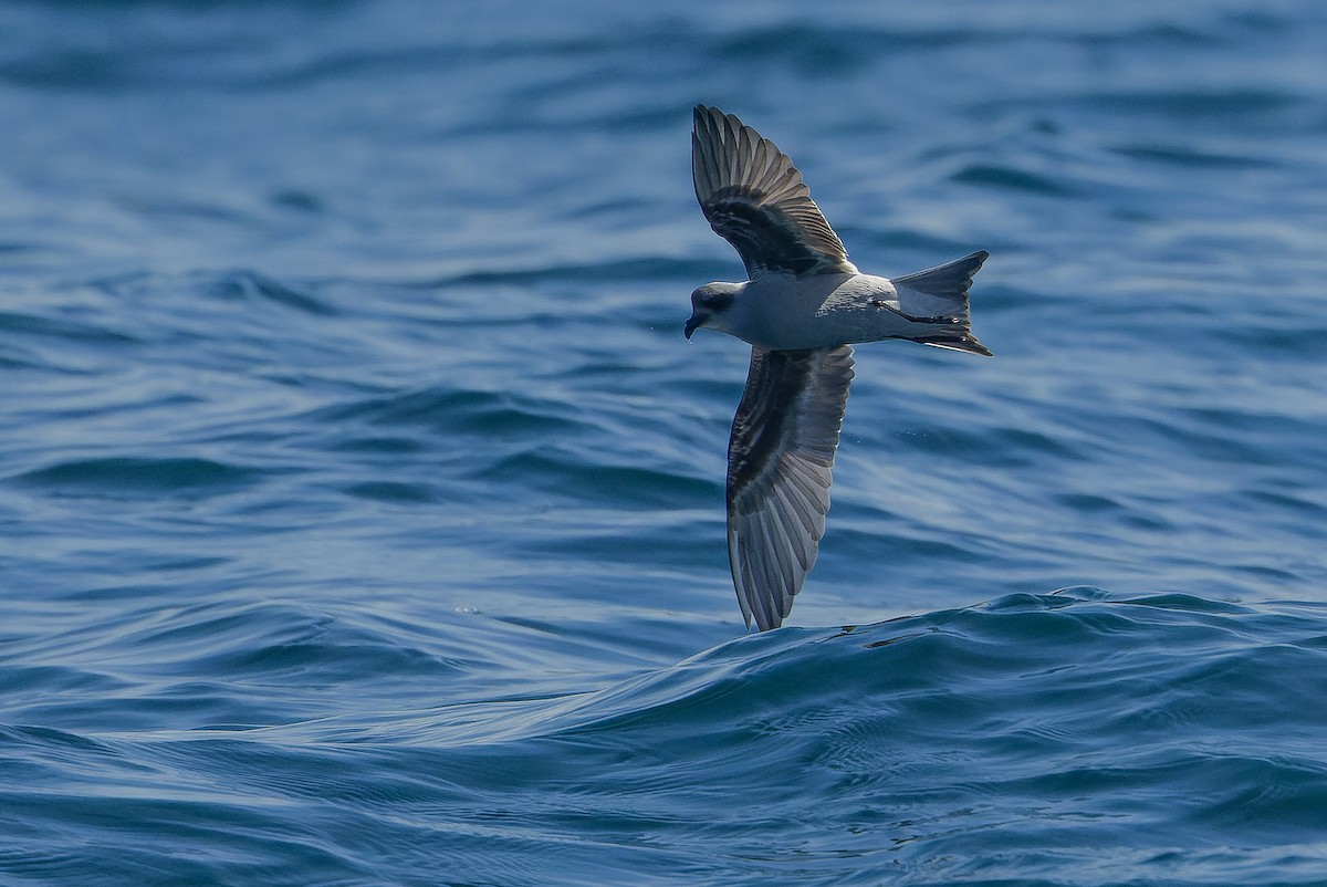 Fork-tailed Storm-Petrel - ML620848461
