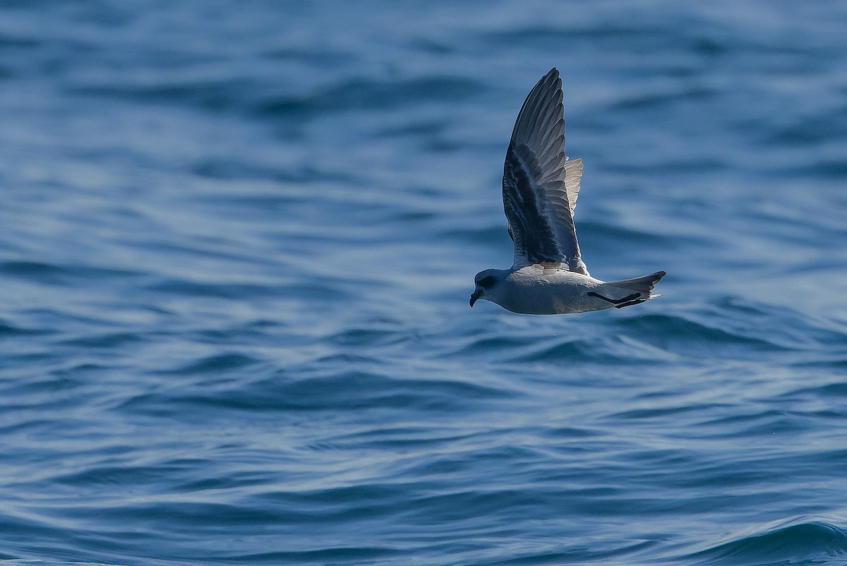 Fork-tailed Storm-Petrel - ML620848462