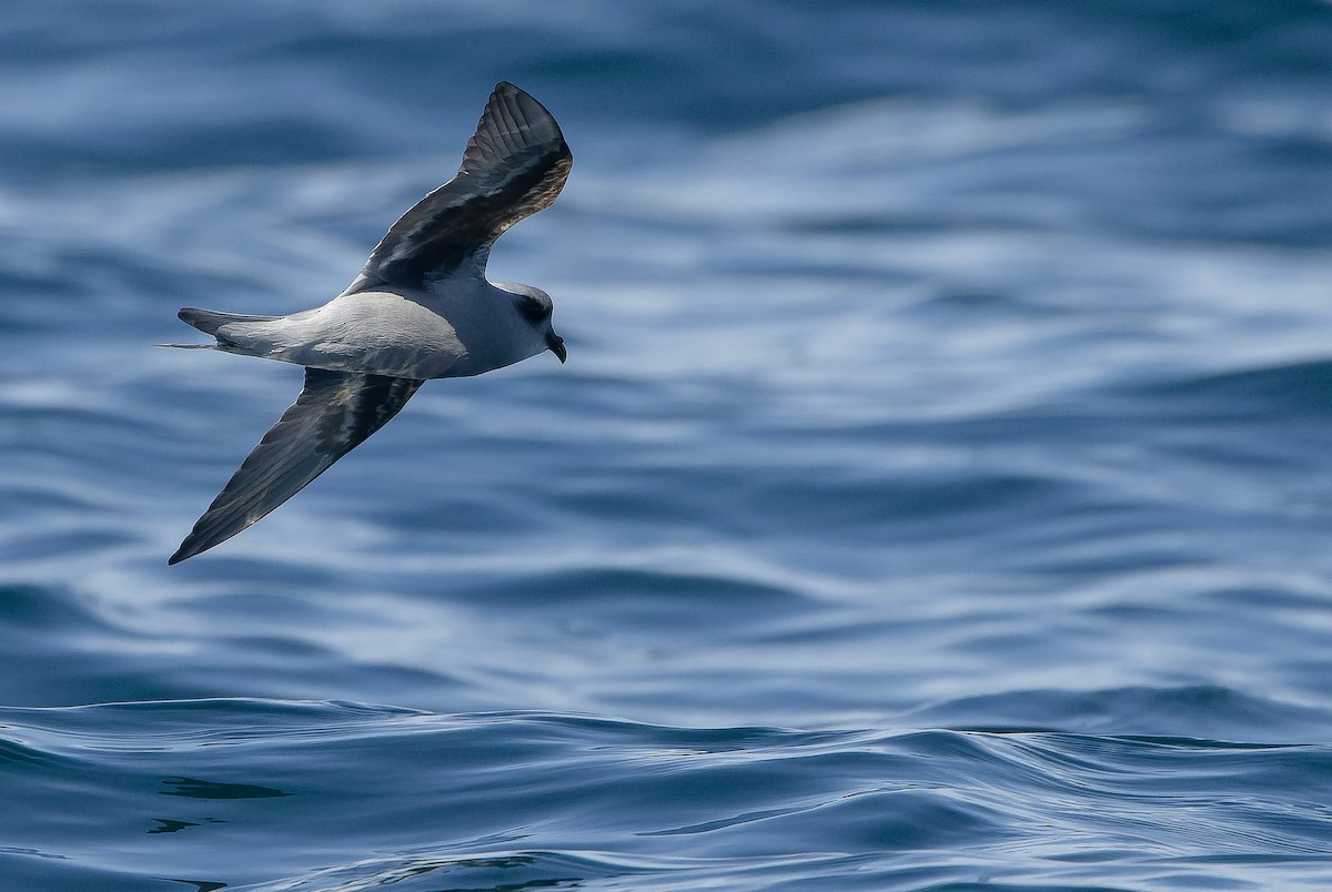Fork-tailed Storm-Petrel - ML620848463