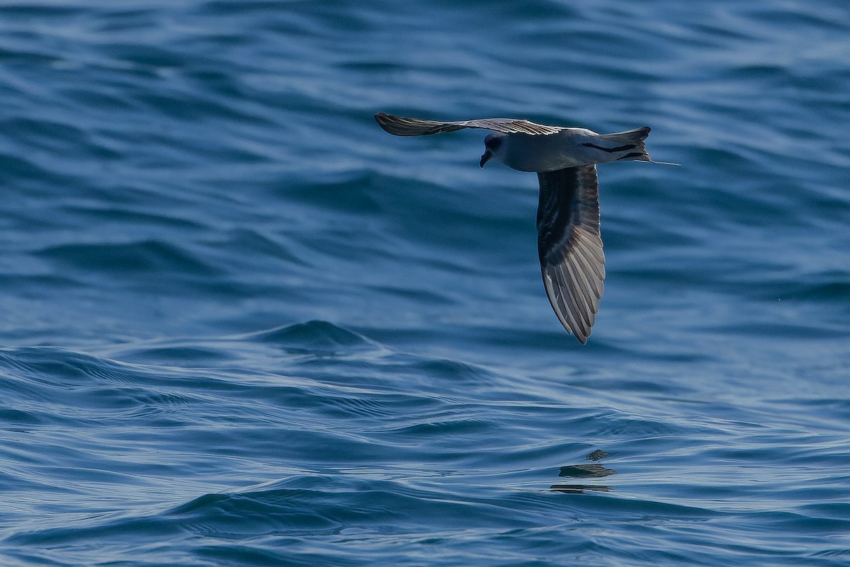 Fork-tailed Storm-Petrel - ML620848464