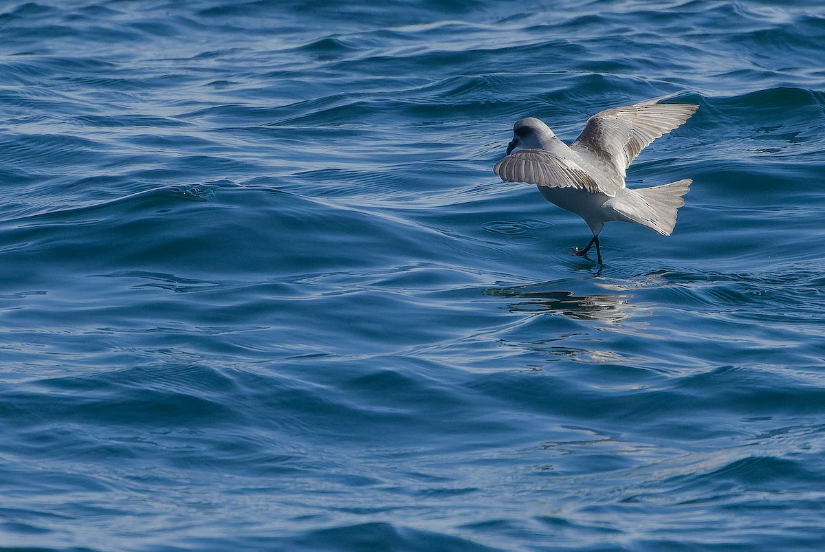 Fork-tailed Storm-Petrel - ML620848465