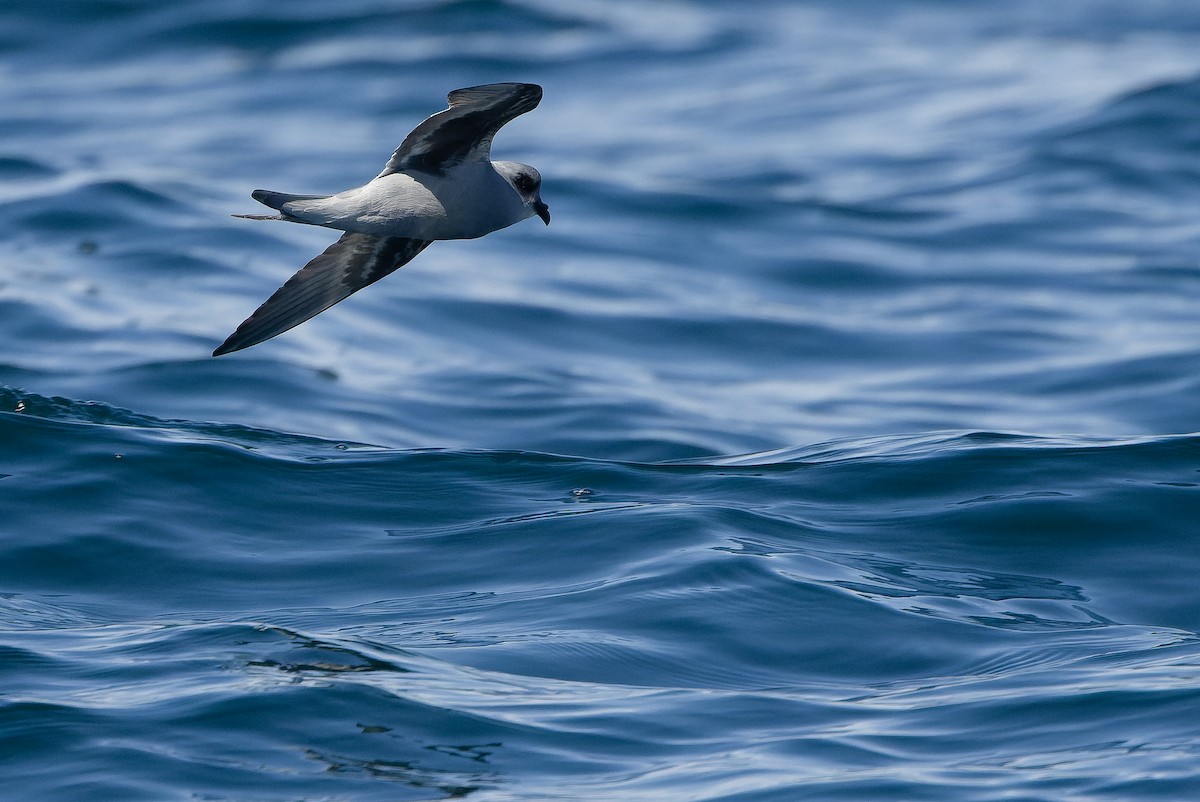 Fork-tailed Storm-Petrel - ML620848467