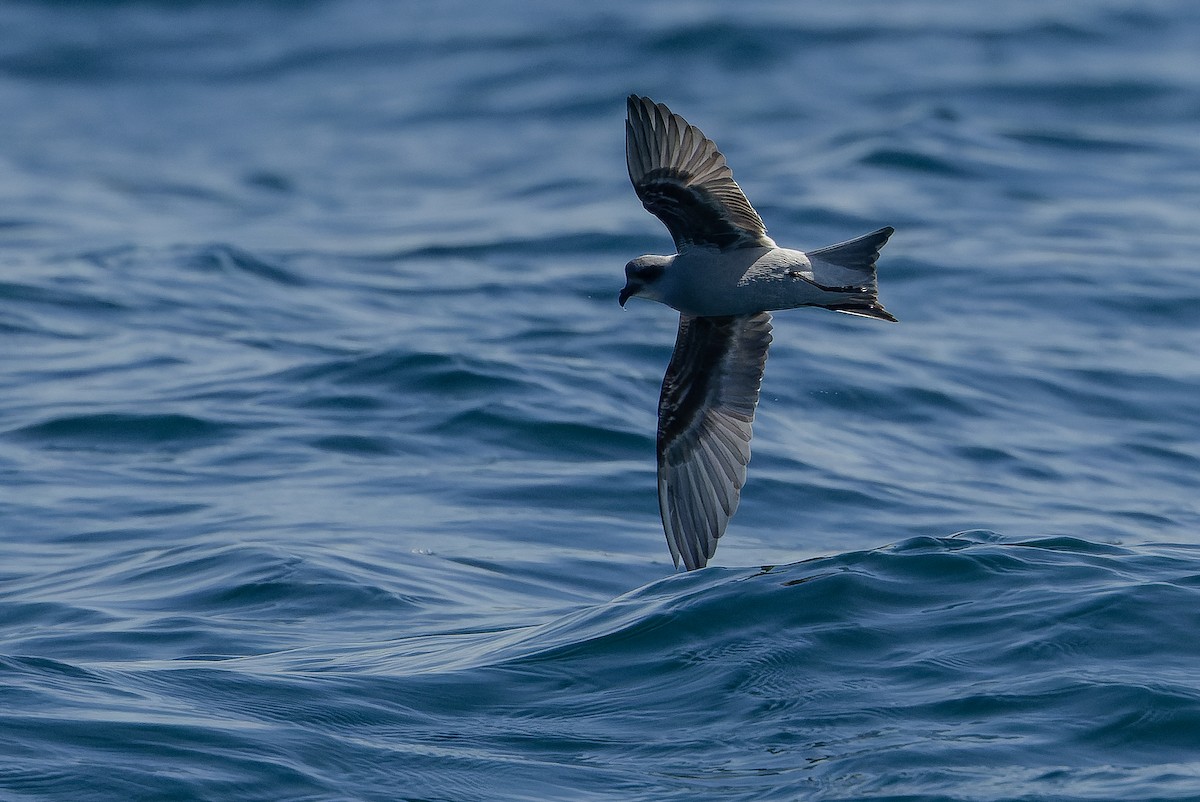 Fork-tailed Storm-Petrel - ML620848468