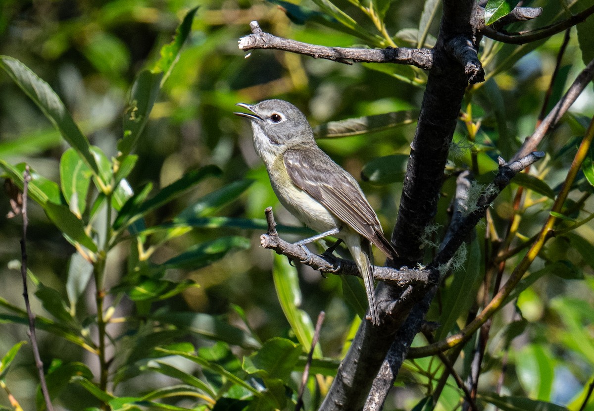 Cassin's Vireo - ML620848483