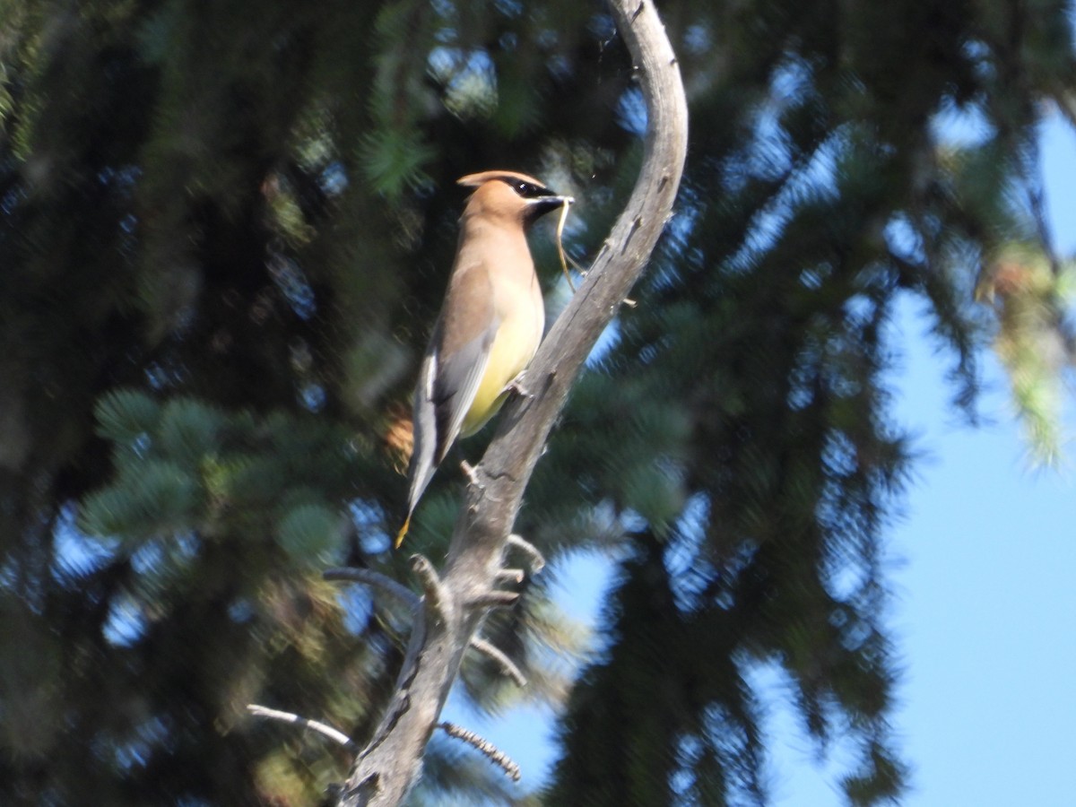 Cedar Waxwing - ML620848537