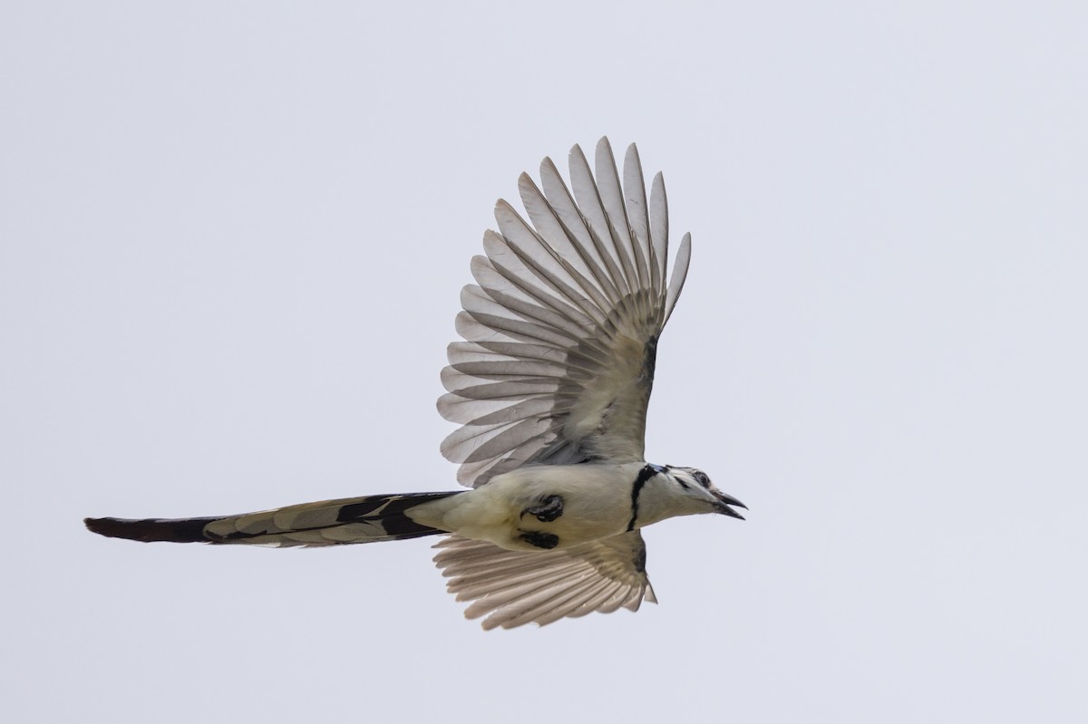 White-throated Magpie-Jay - ML620848647