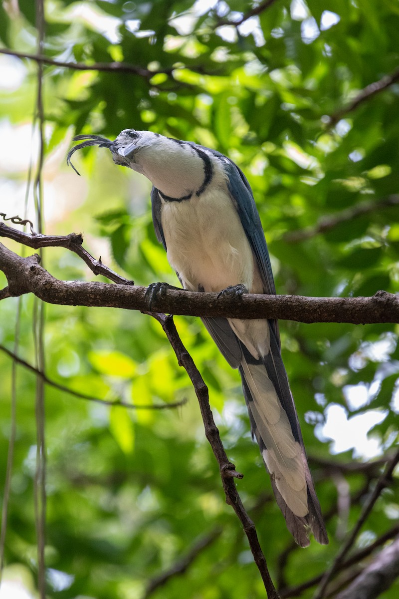 White-throated Magpie-Jay - ML620848663