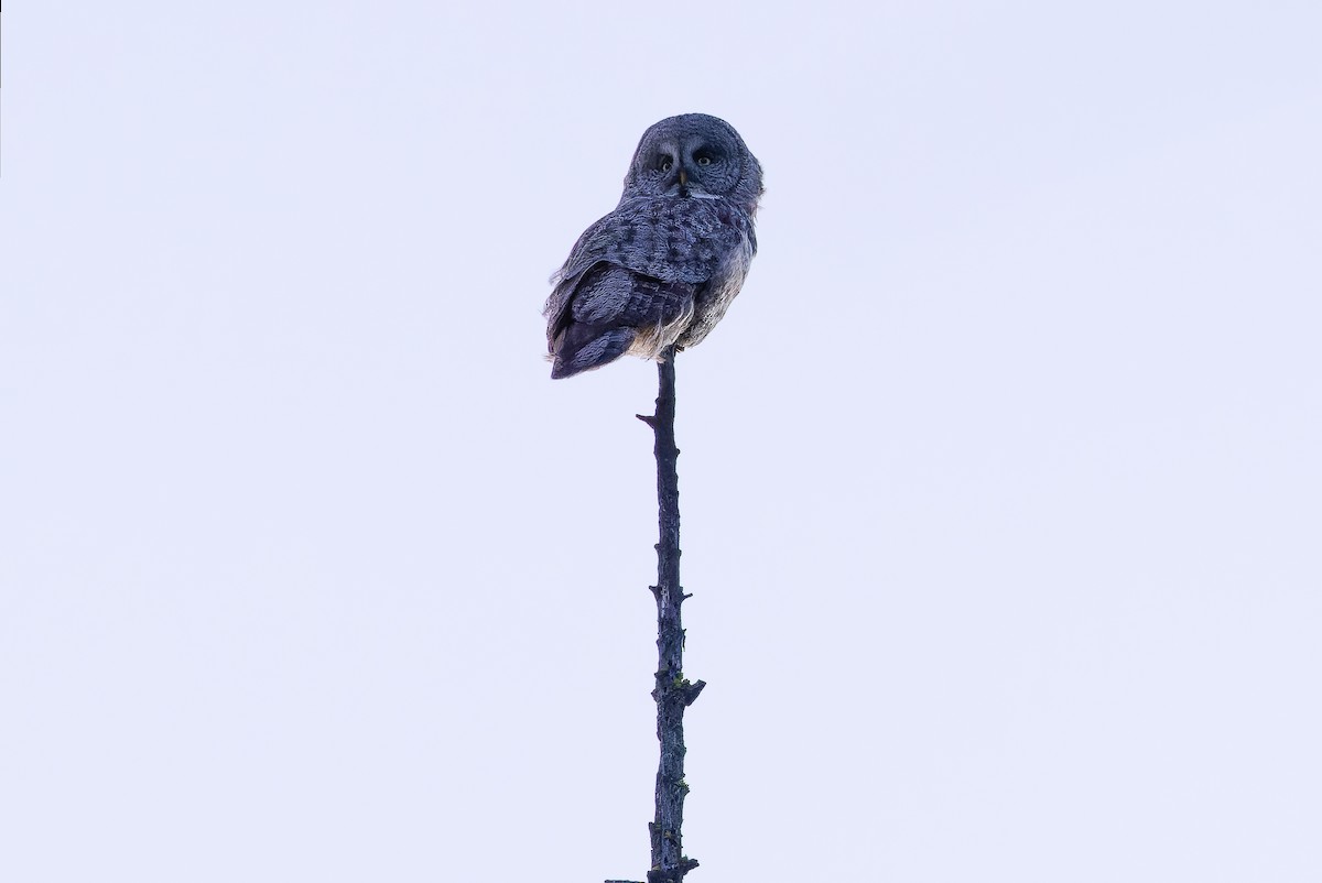 Great Gray Owl - ML620848666