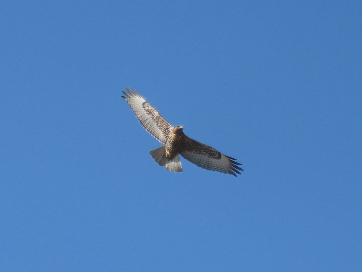 Red-tailed Hawk - ML620848669