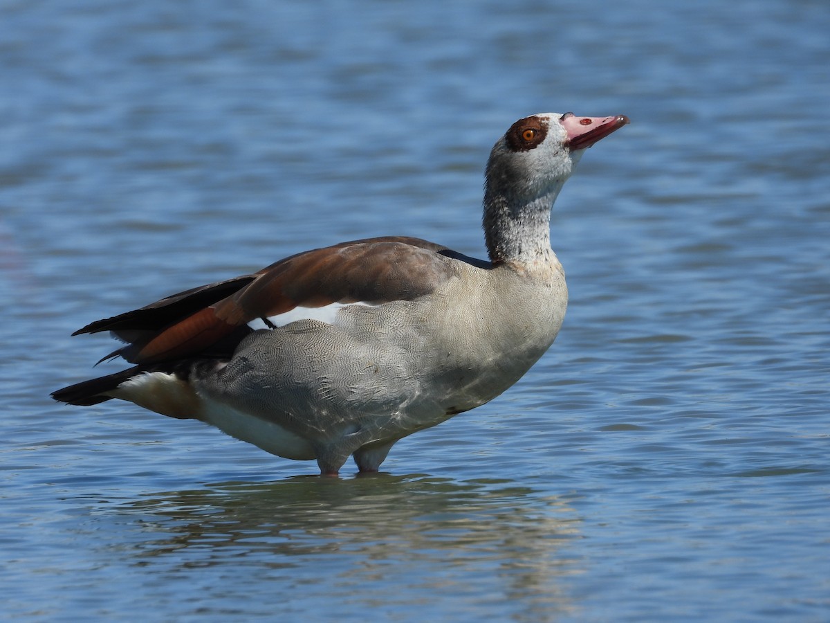 Egyptian Goose - Huberto García Peña