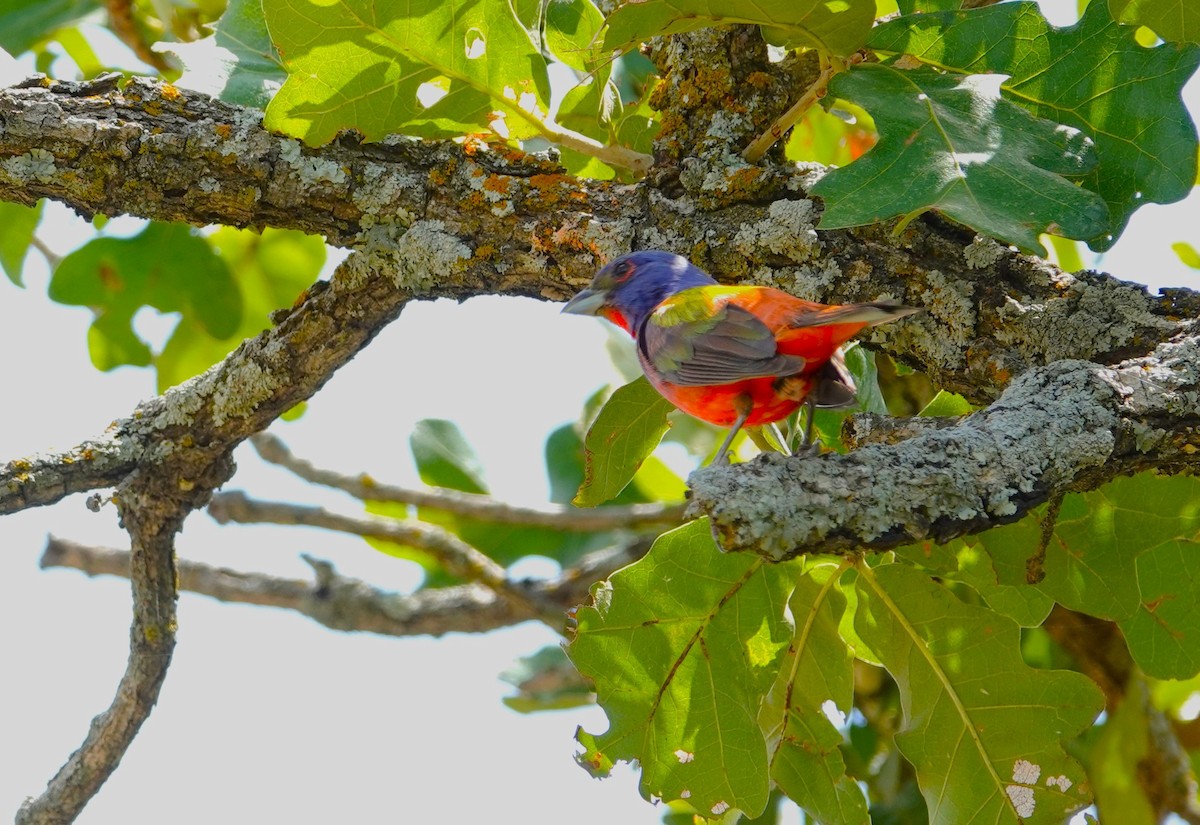 Painted Bunting - ML620848688