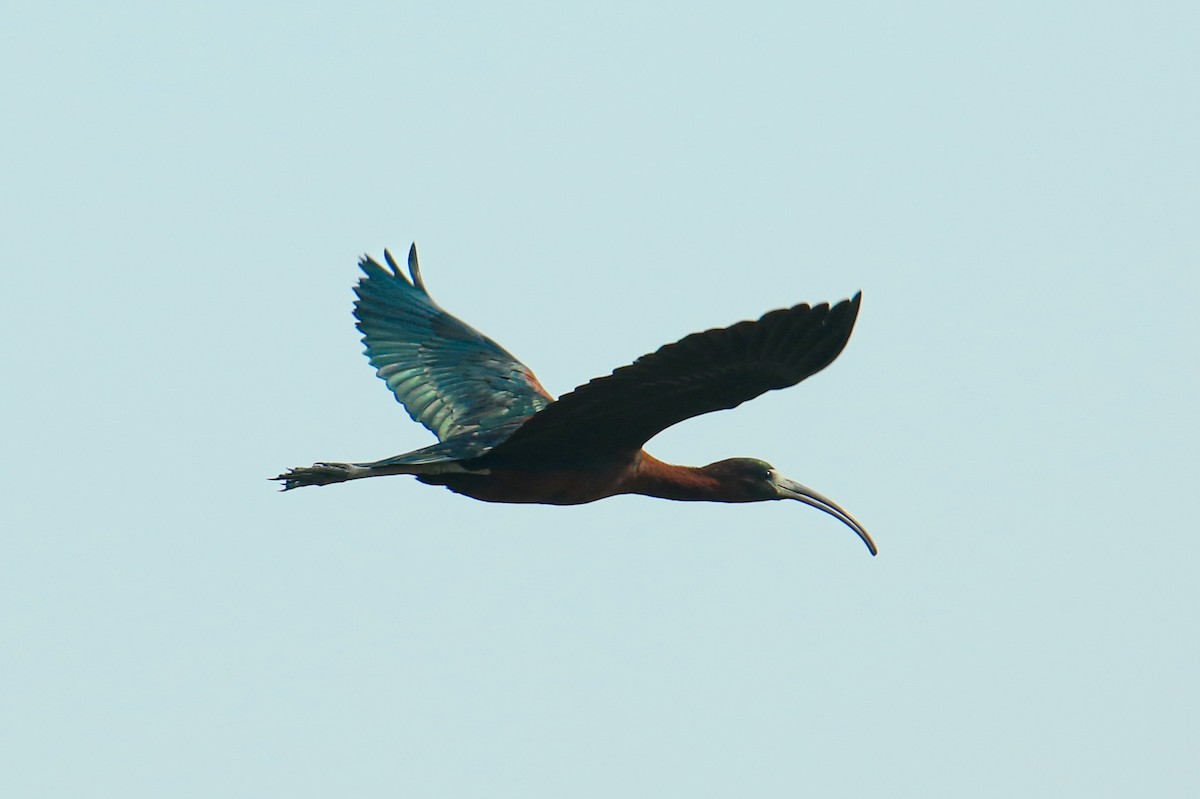 ibis hnědý - ML620848697