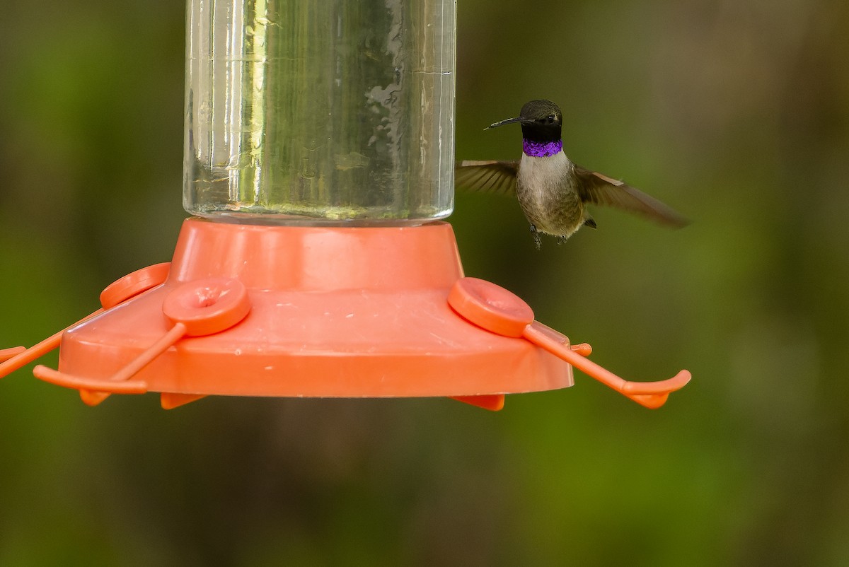 Black-chinned Hummingbird - ML620848754