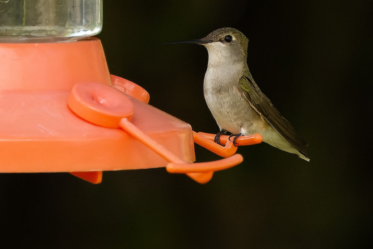 Black-chinned Hummingbird - ML620848757