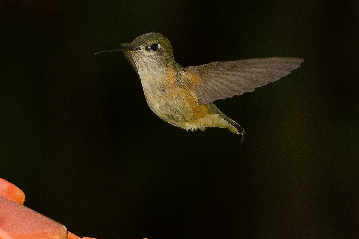 Calliope Hummingbird - ML620848763