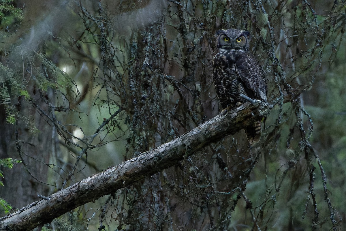 Great Horned Owl - ML620848794
