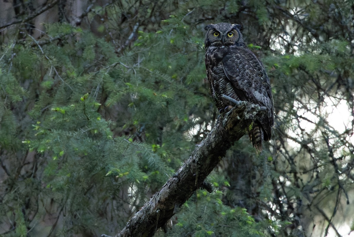 Great Horned Owl - ML620848795
