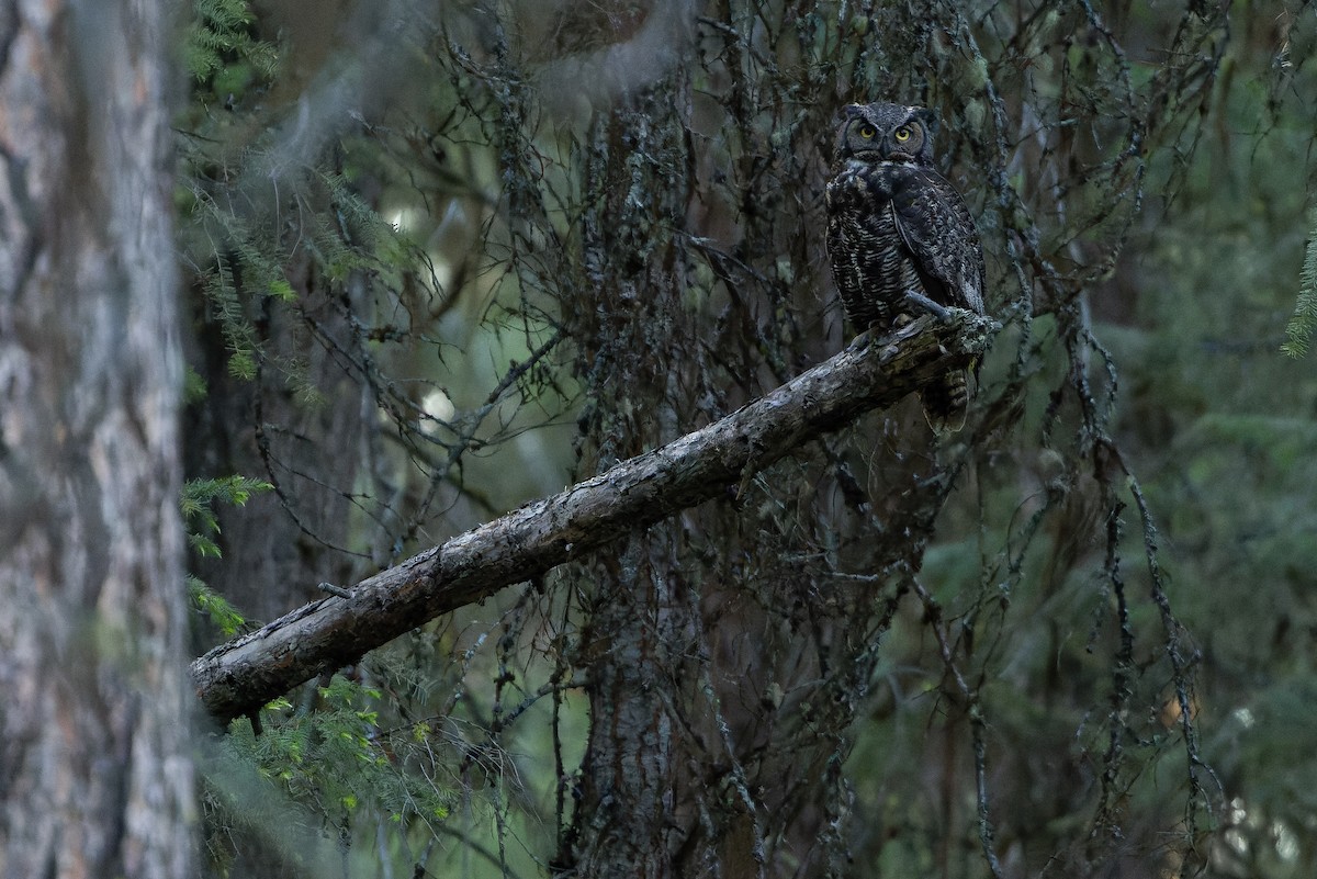 Great Horned Owl - ML620848796