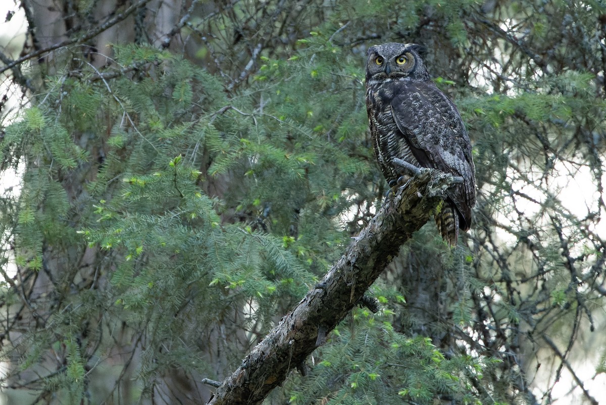 Great Horned Owl - ML620848797