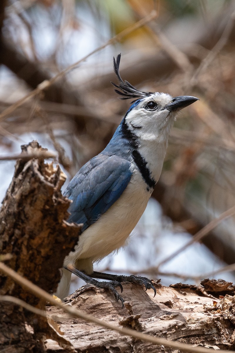 White-throated Magpie-Jay - ML620848811