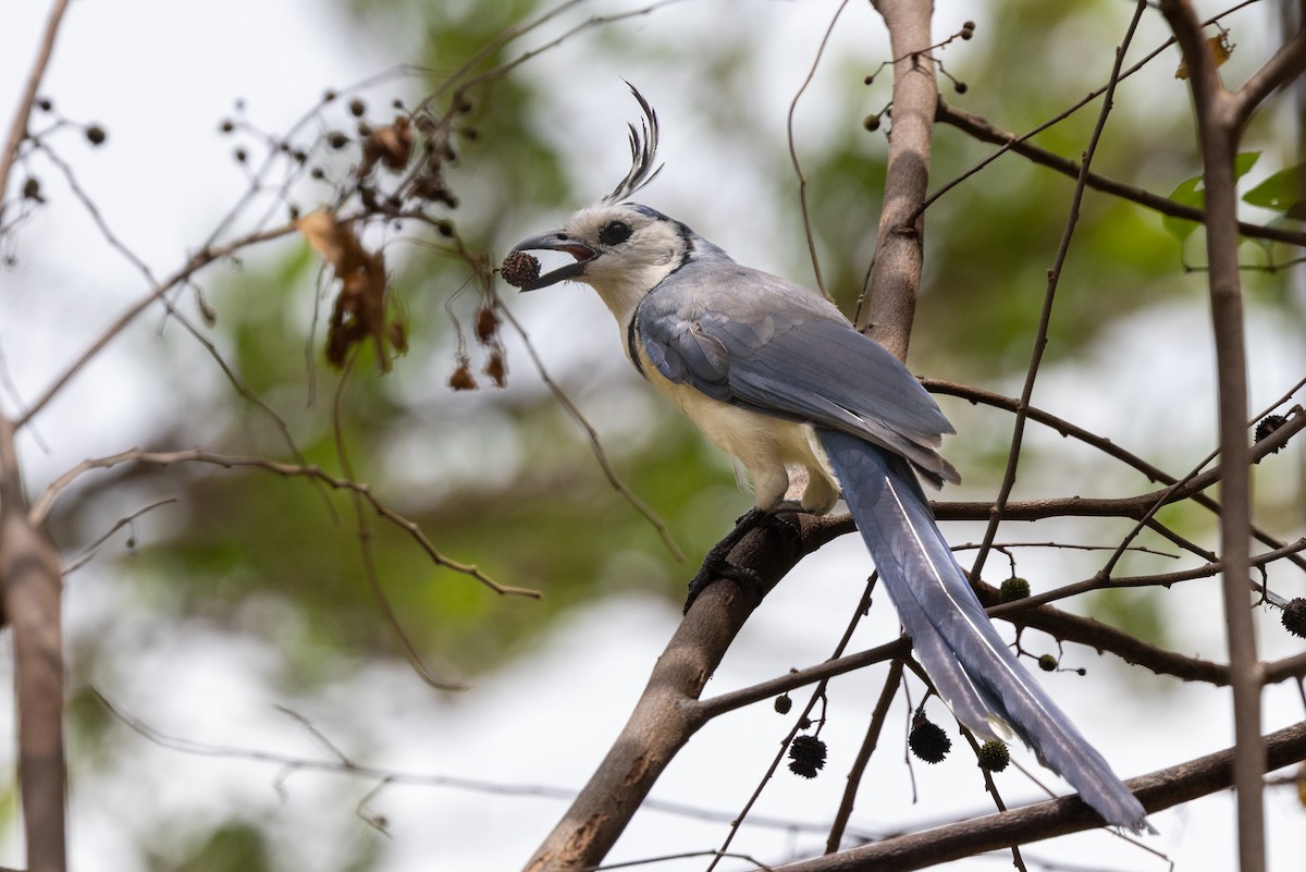 White-throated Magpie-Jay - ML620848812