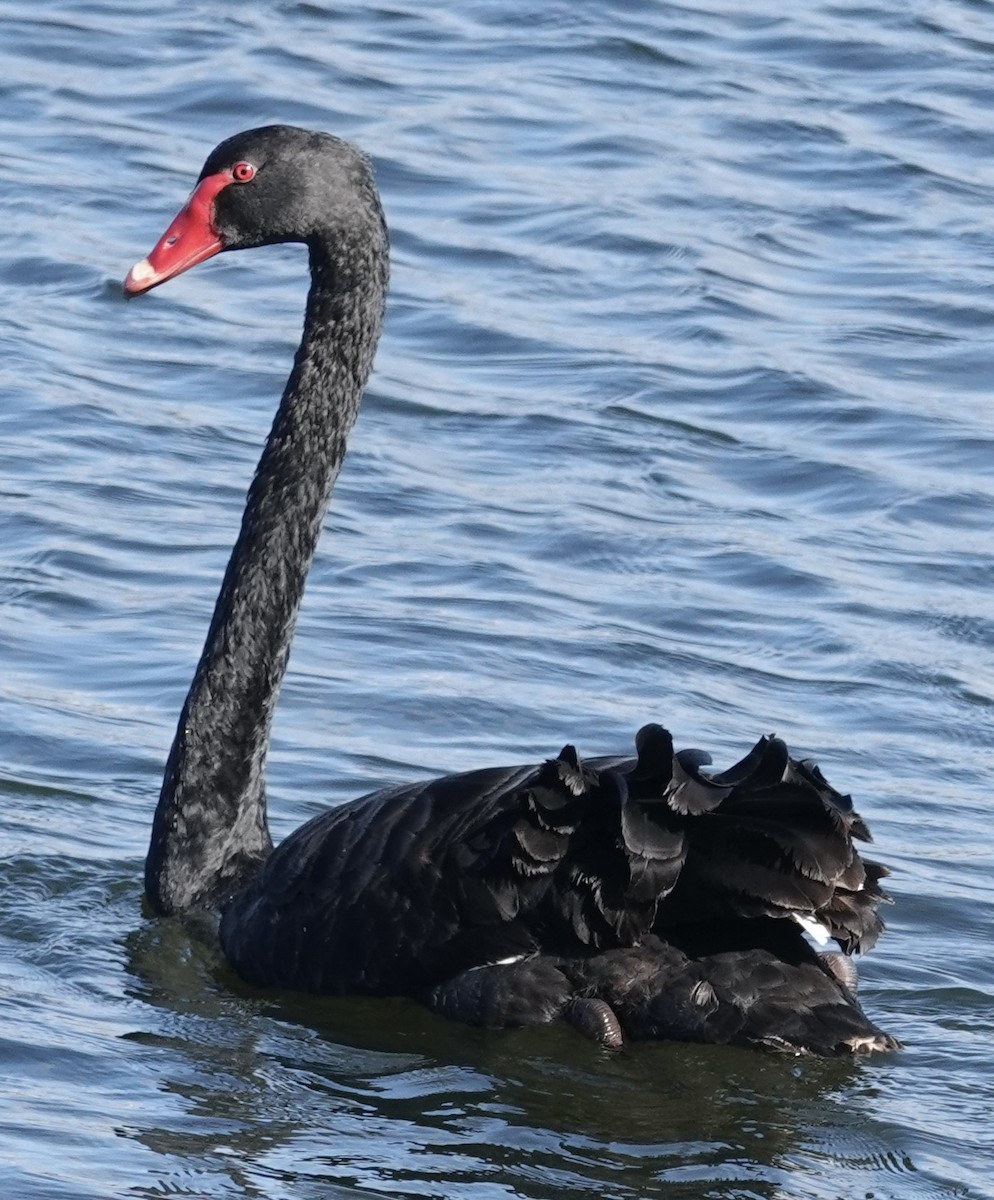 Black Swan - ML620848814