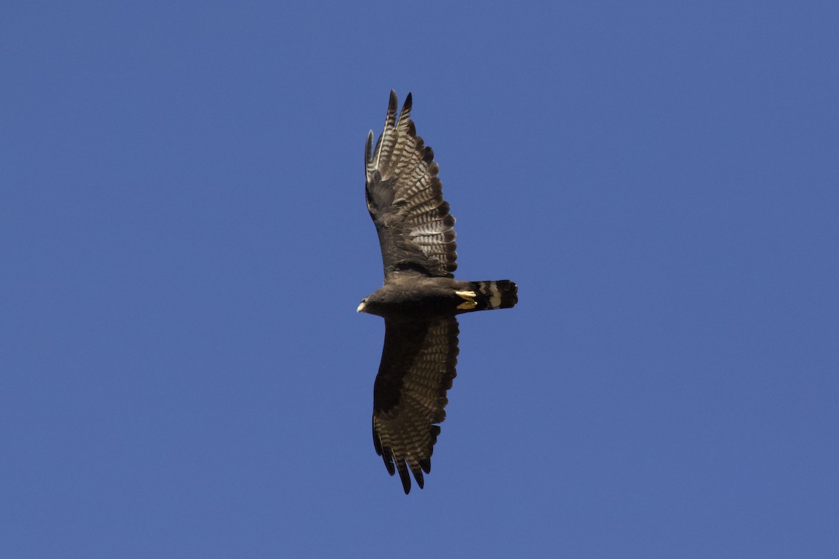 Zone-tailed Hawk - ML620848871