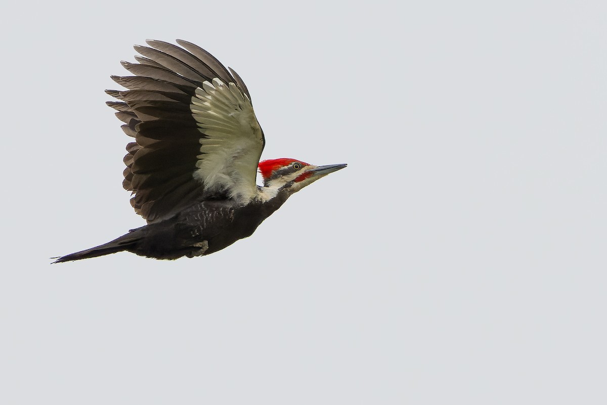 Pileated Woodpecker - ML620848875