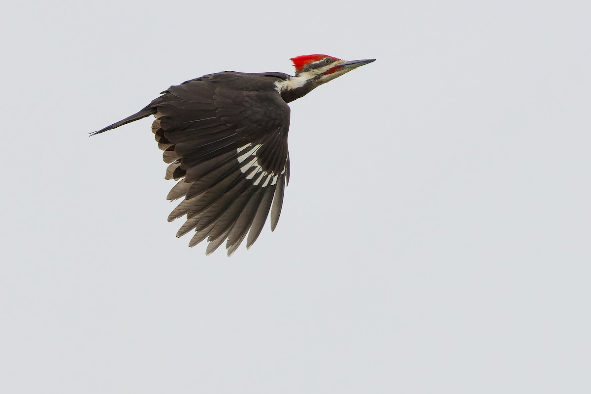 Pileated Woodpecker - ML620848876