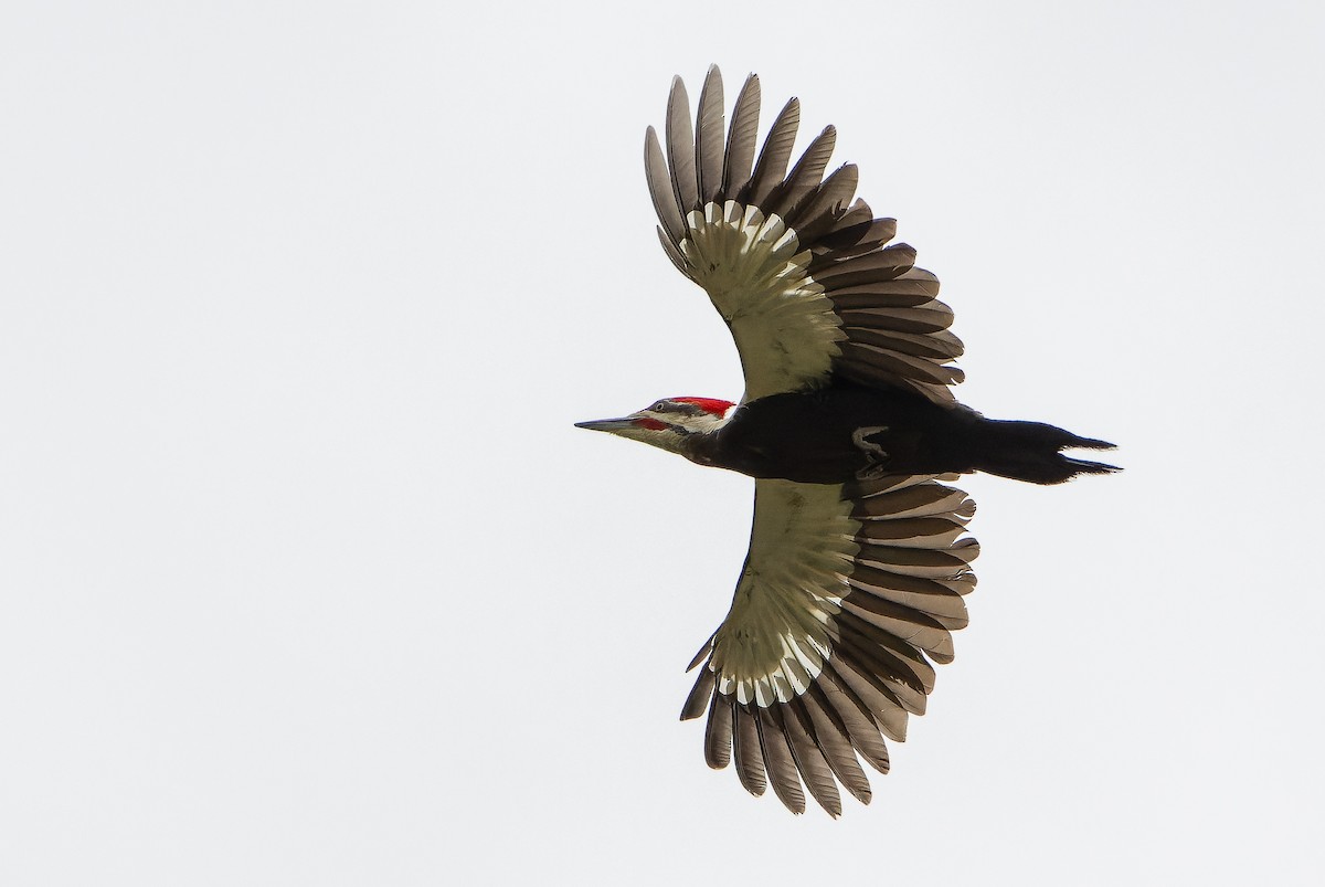 Pileated Woodpecker - Joachim Bertrands
